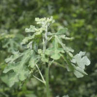 Urena lobata subsp. sinuata (L.) Borss.Waalk.